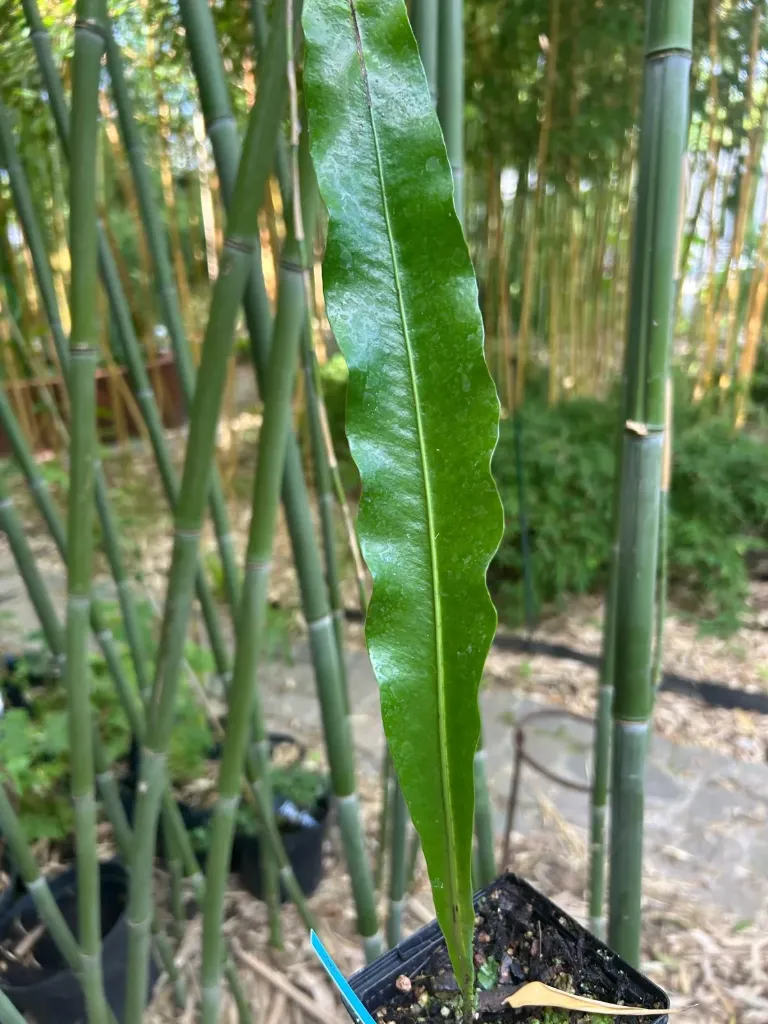 Lepisorus chinensis (syn. Microsorum henry)