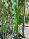Lepisorus chinensis (syn. Microsorum henry)