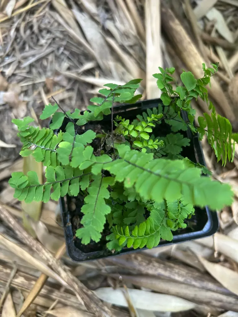 Adiantum aleuticum var. subpumilum