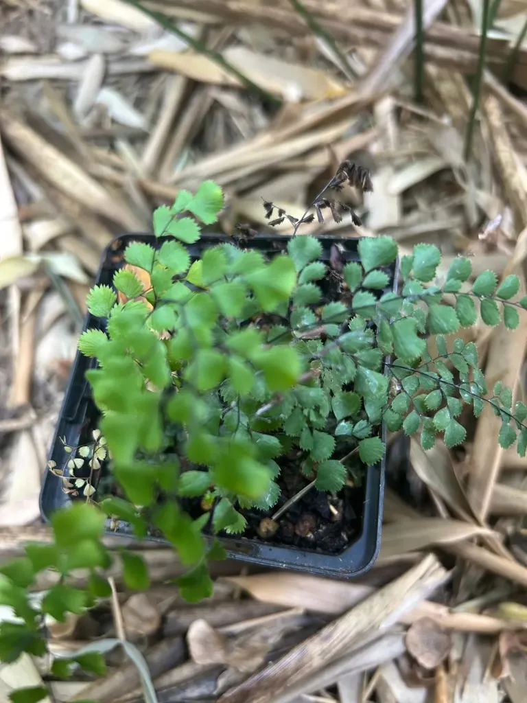 Adiantum davidii