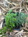Adiantum davidii