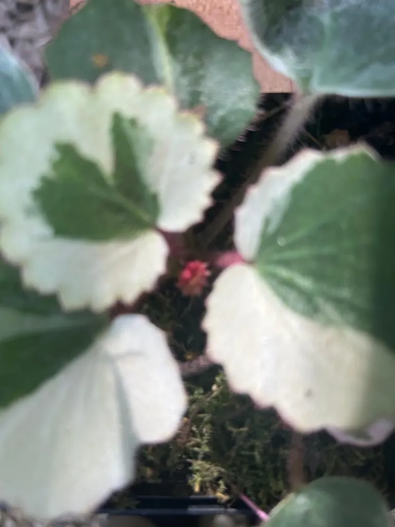 Saxifraga stolonifera 'Schichi-Henge'