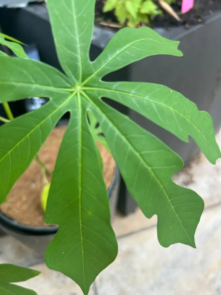 Manihot cartaginensis