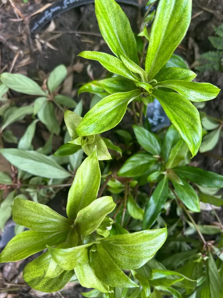 Lysimachia paradiformis W/O7152