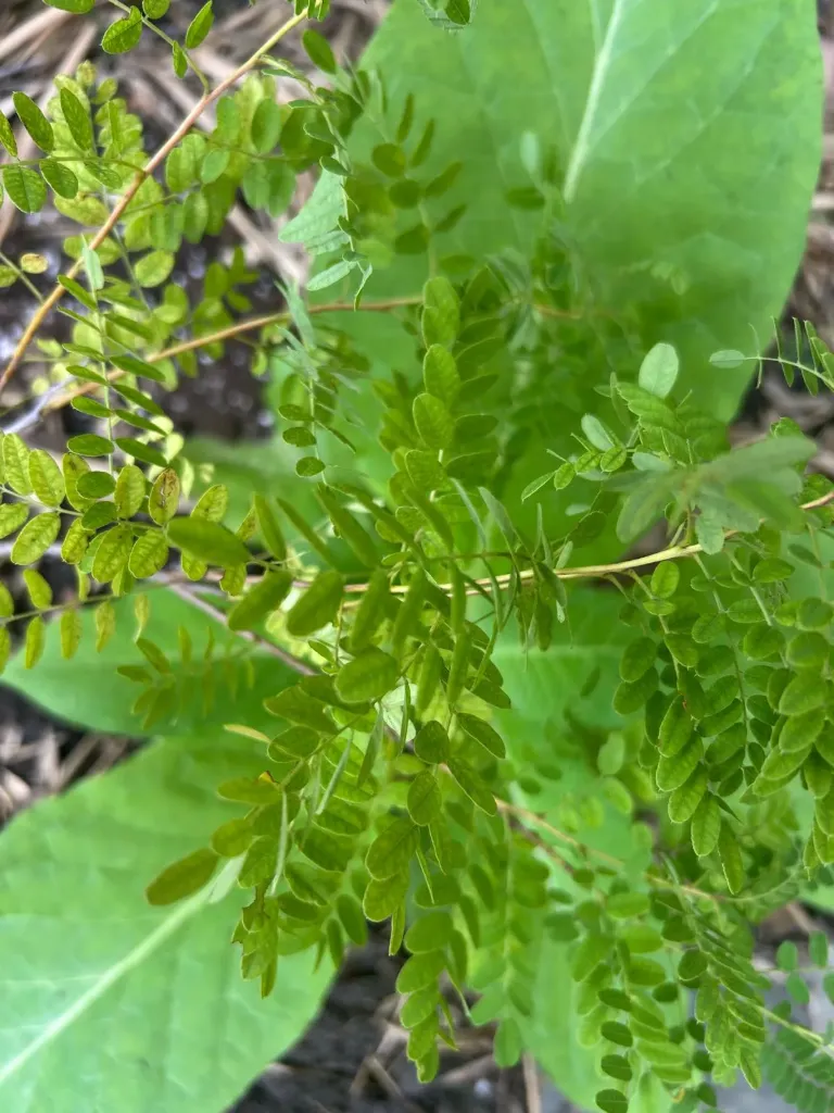Amorpha nana