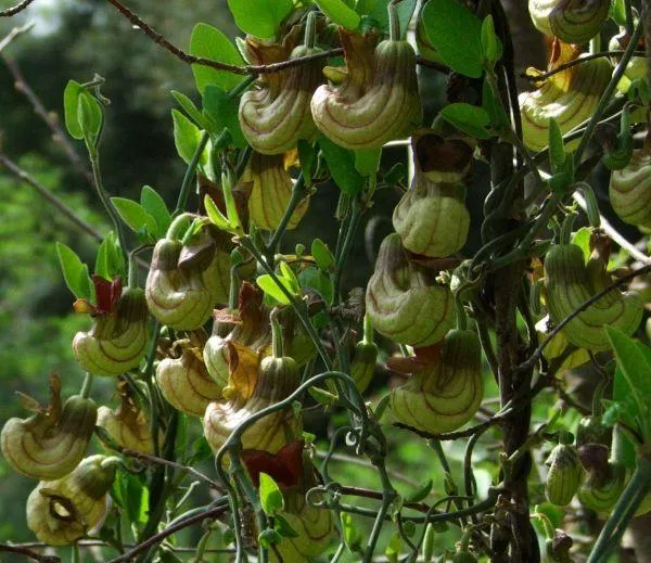 Aristolochia californica