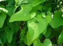 Aristolochia keampferi SBET 24-176