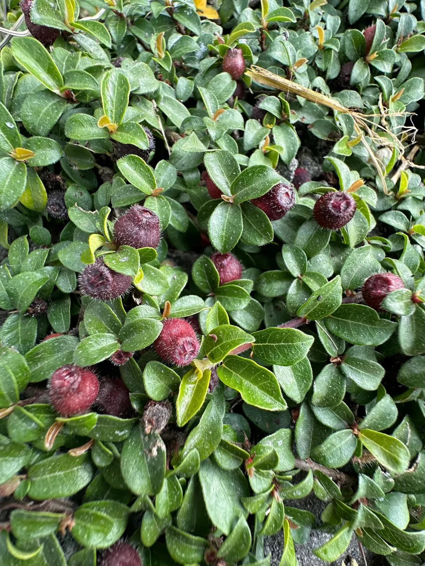 Ficus vaccinioides