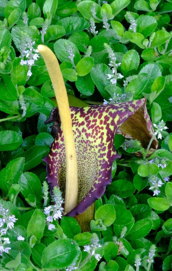 Sauromatum venosum 'Lake Tana'
