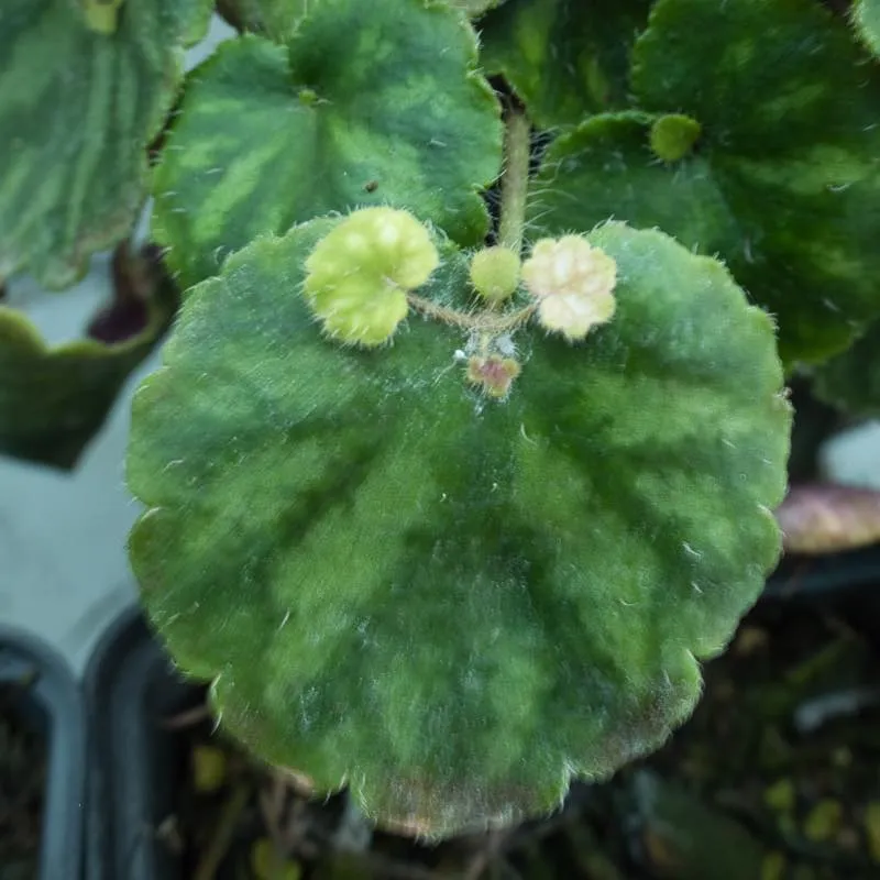 Saxifraga mengtzeane f. epiphylla