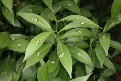 Ruscus x microglossus
