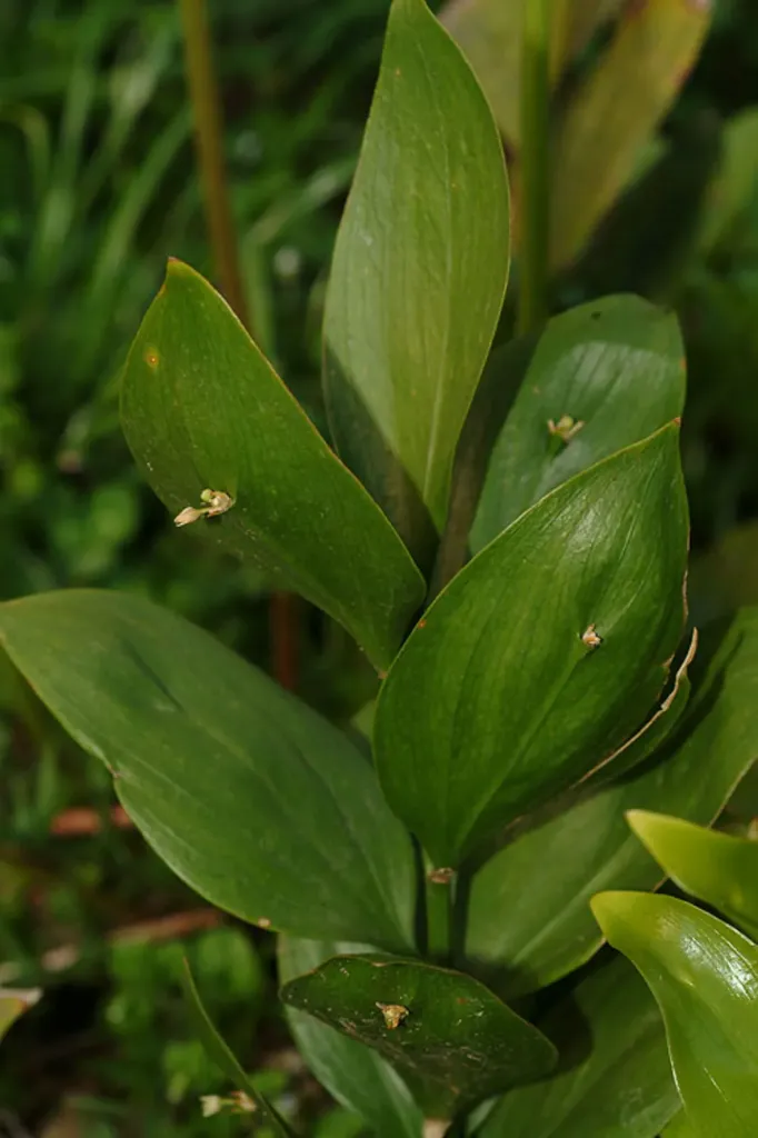 Ruscus colchicus hybride