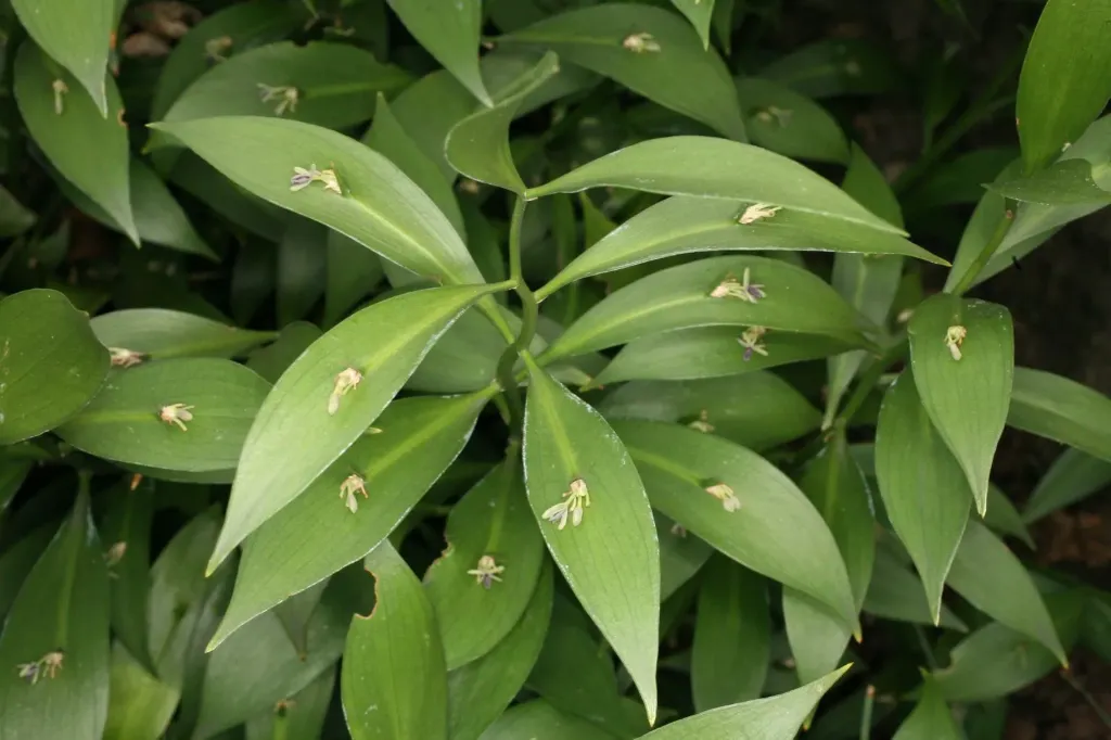 Ruscus colchicus hybride