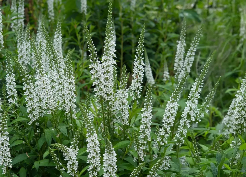 Lysimachia ephemerum