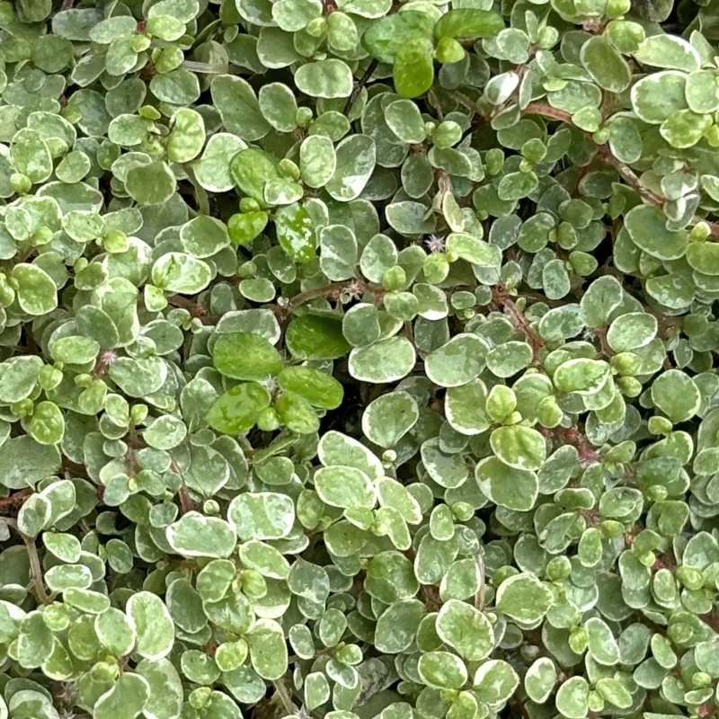 [823] Soleirolia soleirolii 'Argentea'
