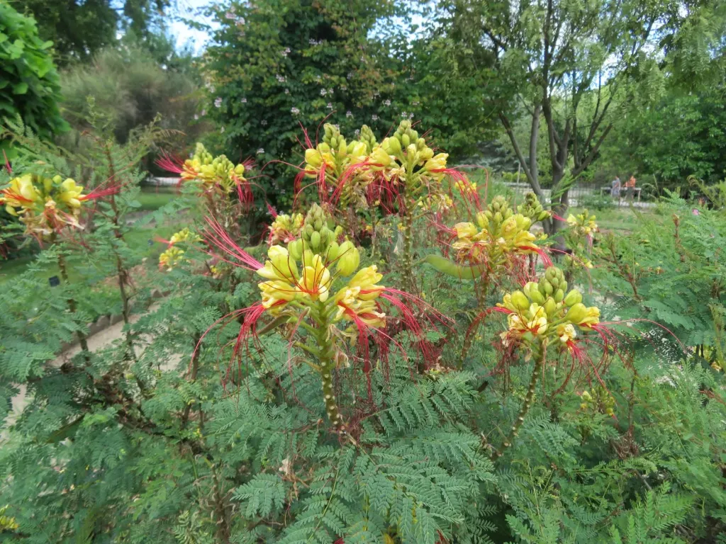 Caesalpinia gilliesii