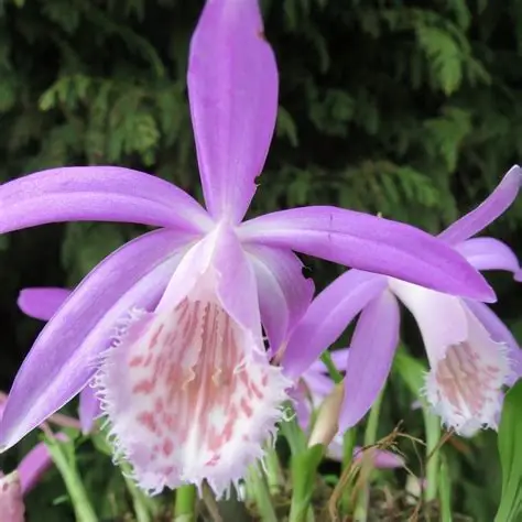 Pleione bulbocodiodes