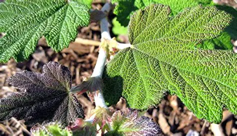 Rubus setchuenensis
