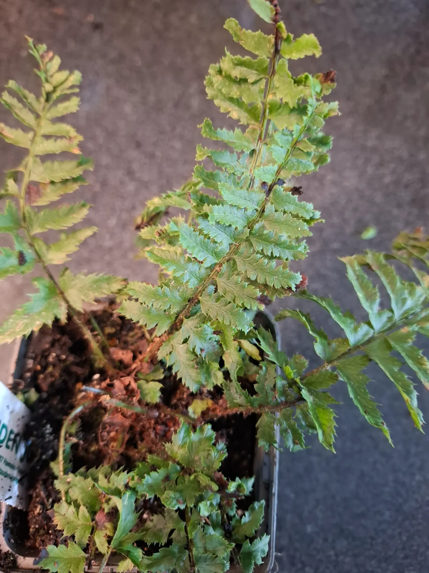 [837] Polystichum aculeatum 'Grandiceps'
