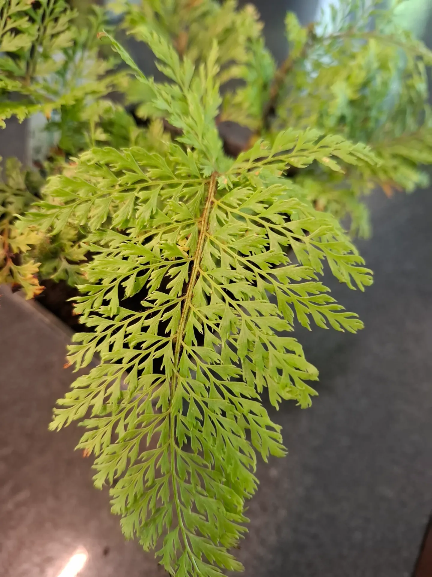 [844] Polystichum setiferum C.B. Green