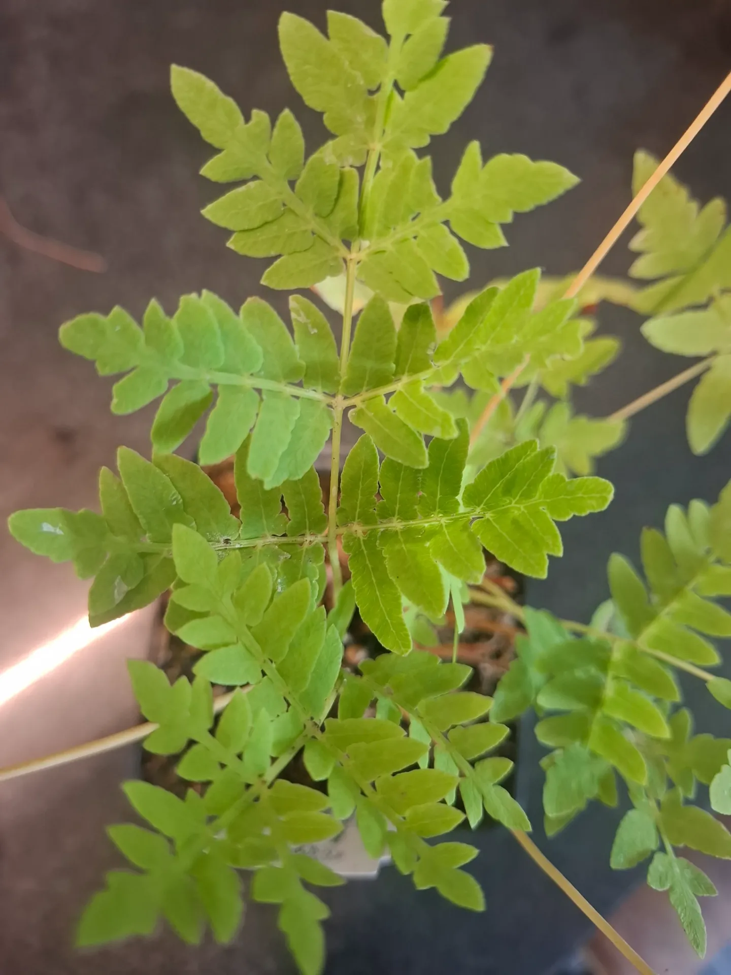 [841] Osmundastrum regalis 'decomposita' (Fijngeveerde Koningsvaren)