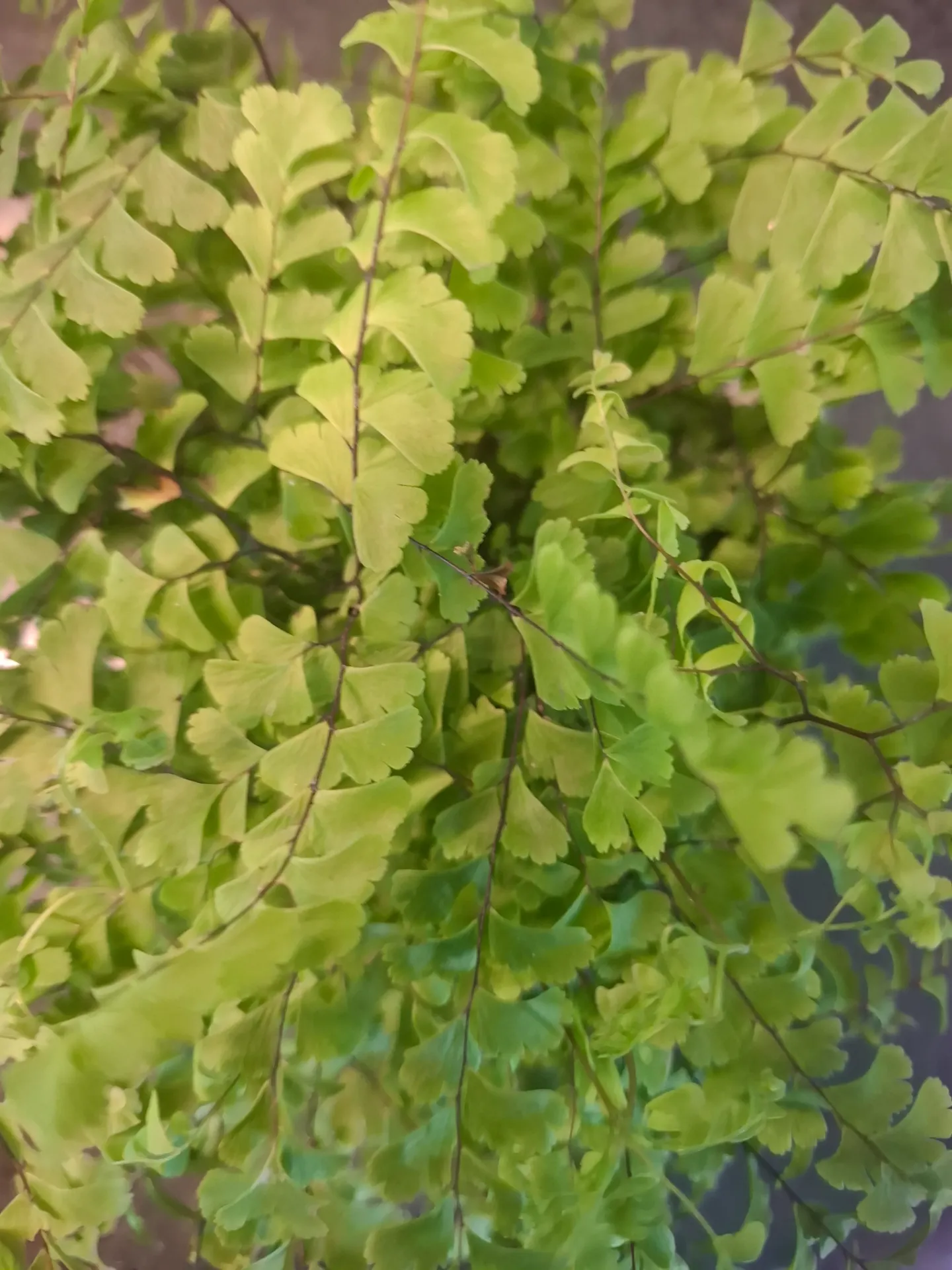 [845] Adiantum aleuticum 'Imbricatum'