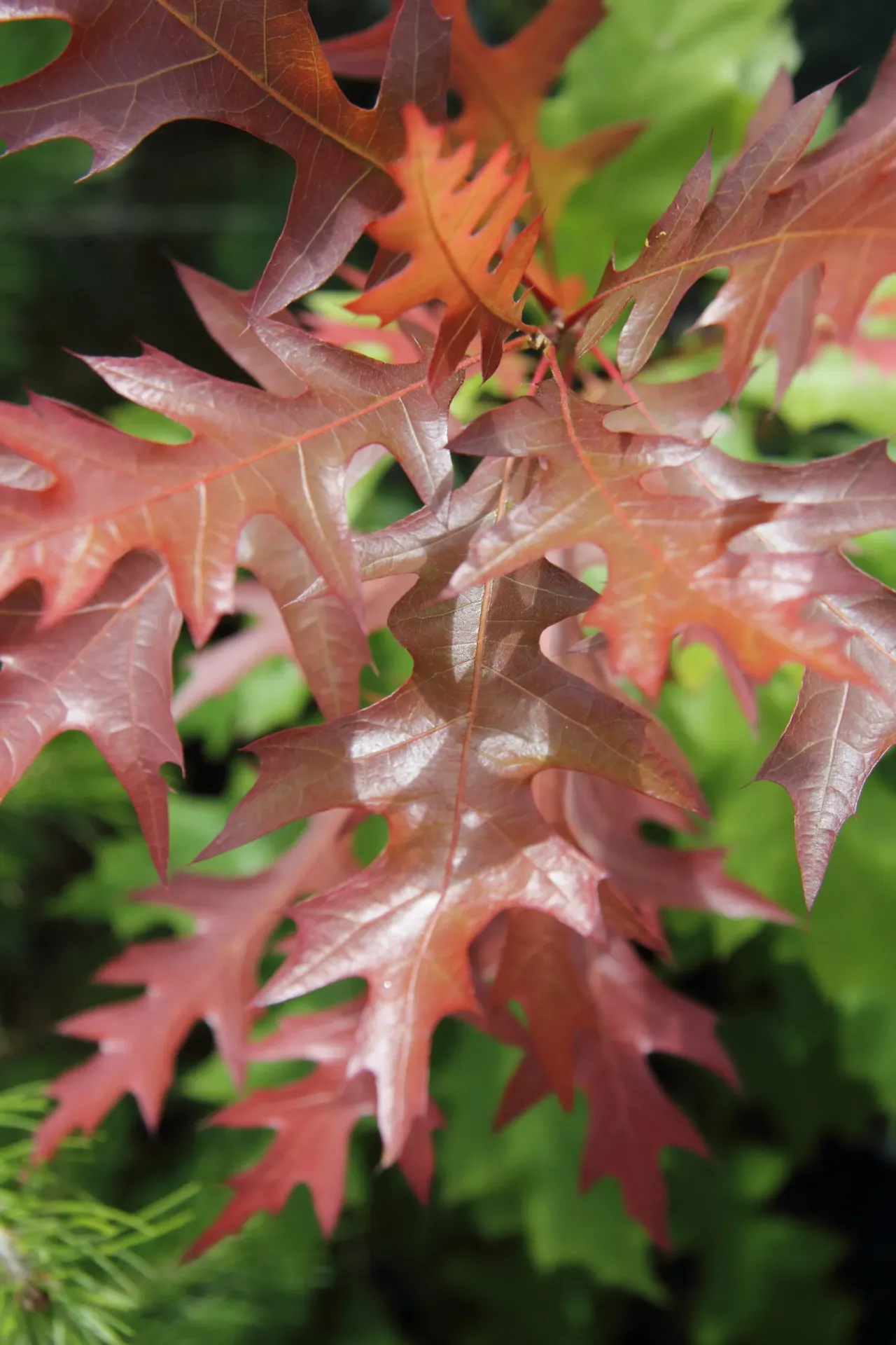 [834] Quercus texana 'New Madrid'