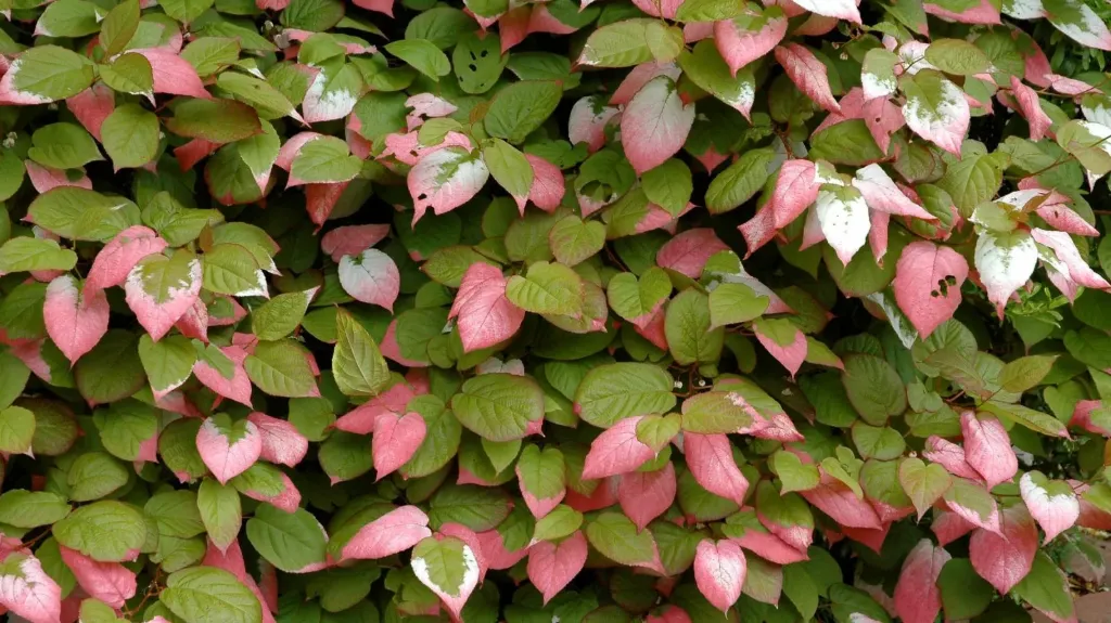 Actinidia kolomikta