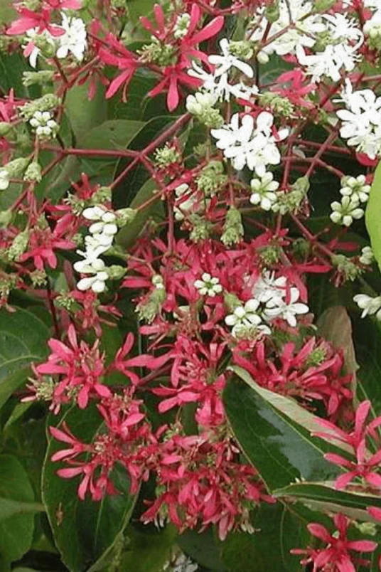 [864] Heptacodium miconioides (syn. Heptacodium jasminoides)