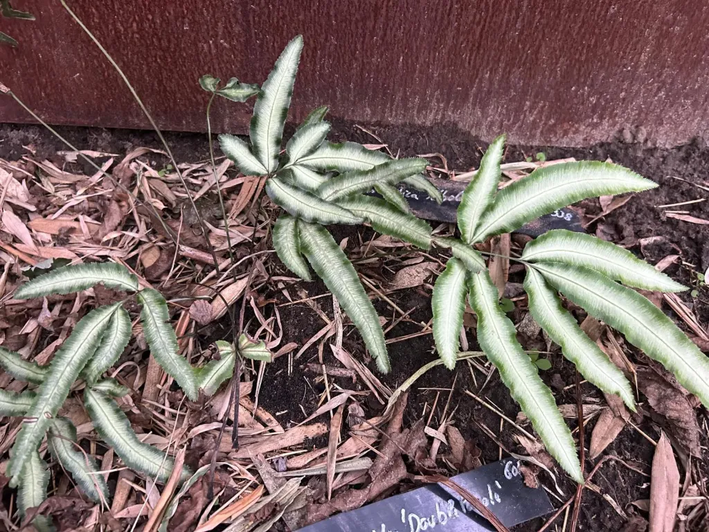 Pteris cretica 'Albolineata'