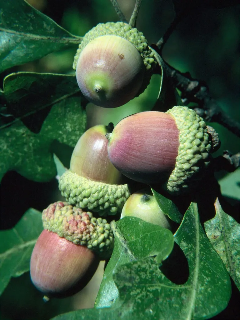 [897] Quercus alba