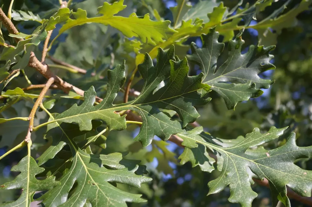 [896] Quercus macrocarpa