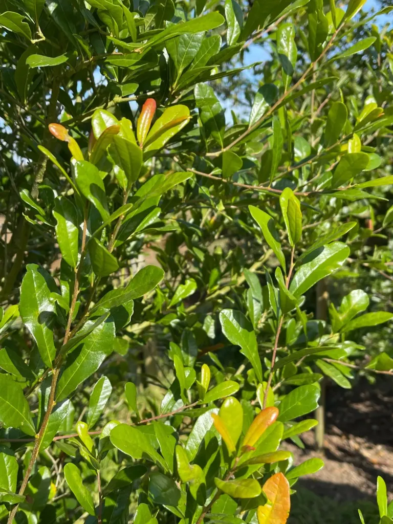 [895] Quercus virginianum