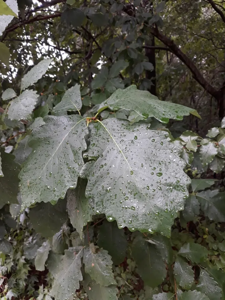 Quercus montana