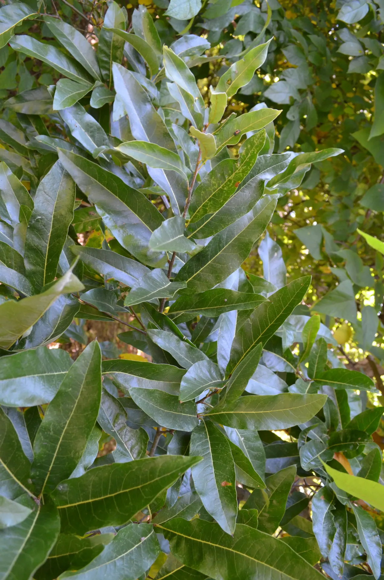 [892] Quercus imbricaria