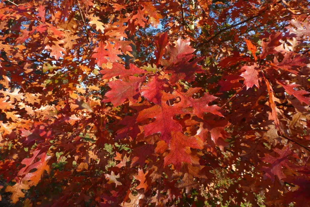 [891] Quercus shumardii