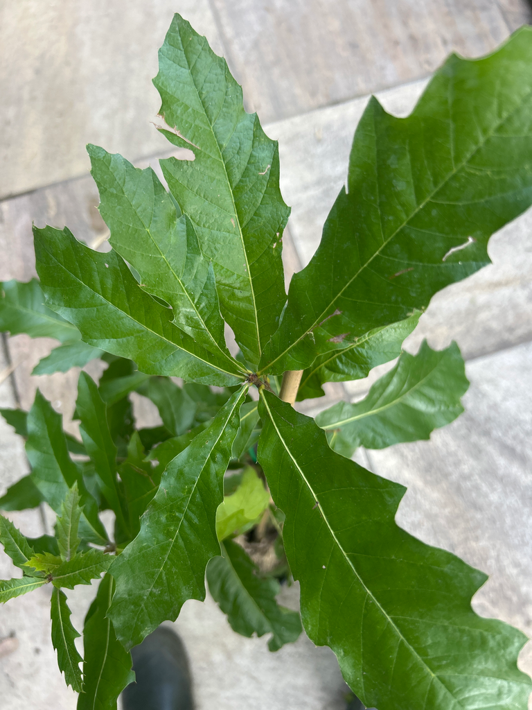 [890] Quercus rhysophylla x heterophylla