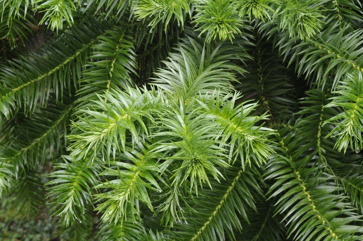 Cunninghamia lanceolata