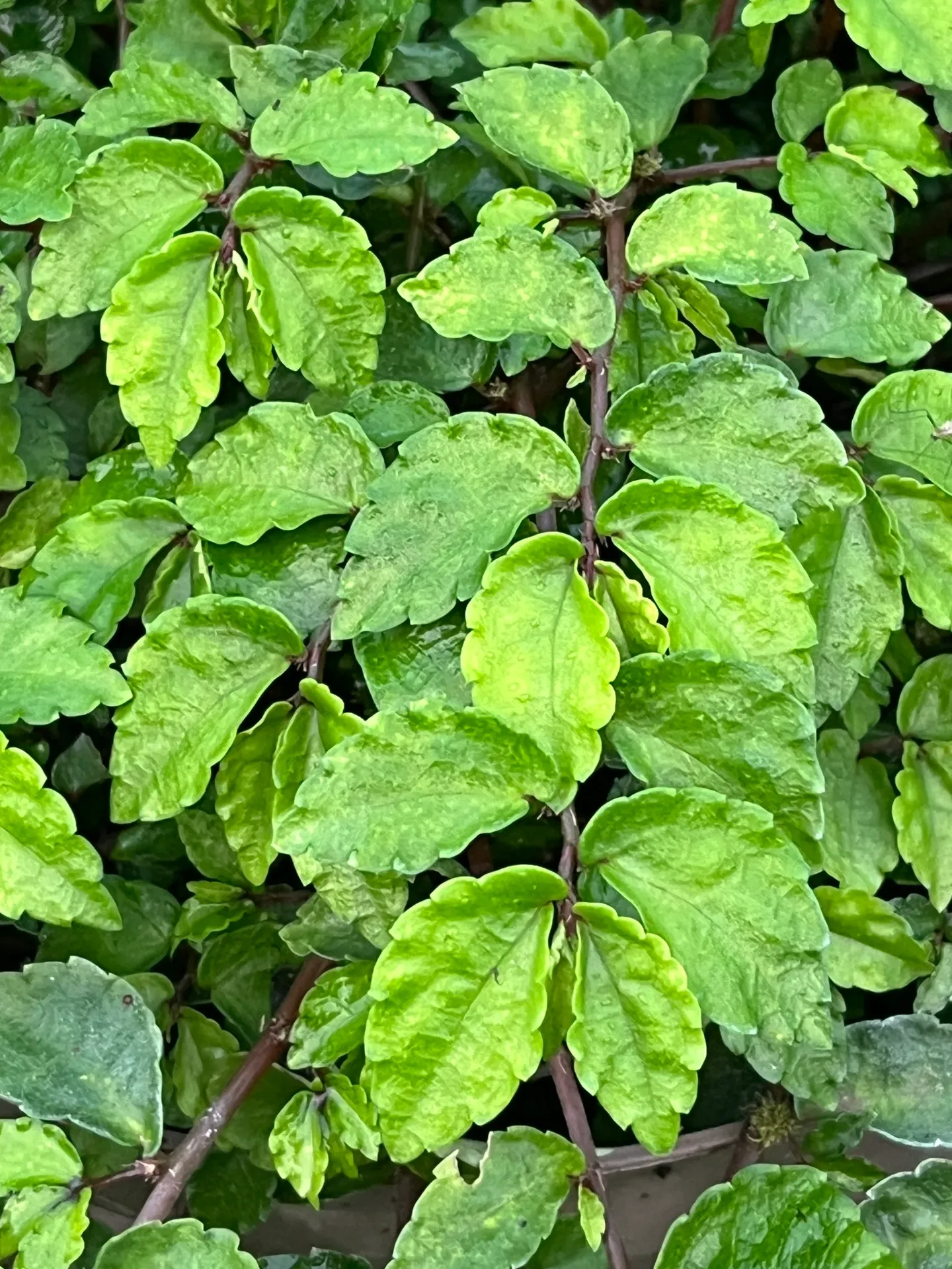 Elatostema radicans var. minimum
