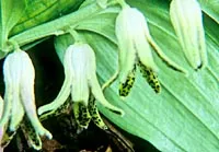 [871] Disporopsis fuscopicta