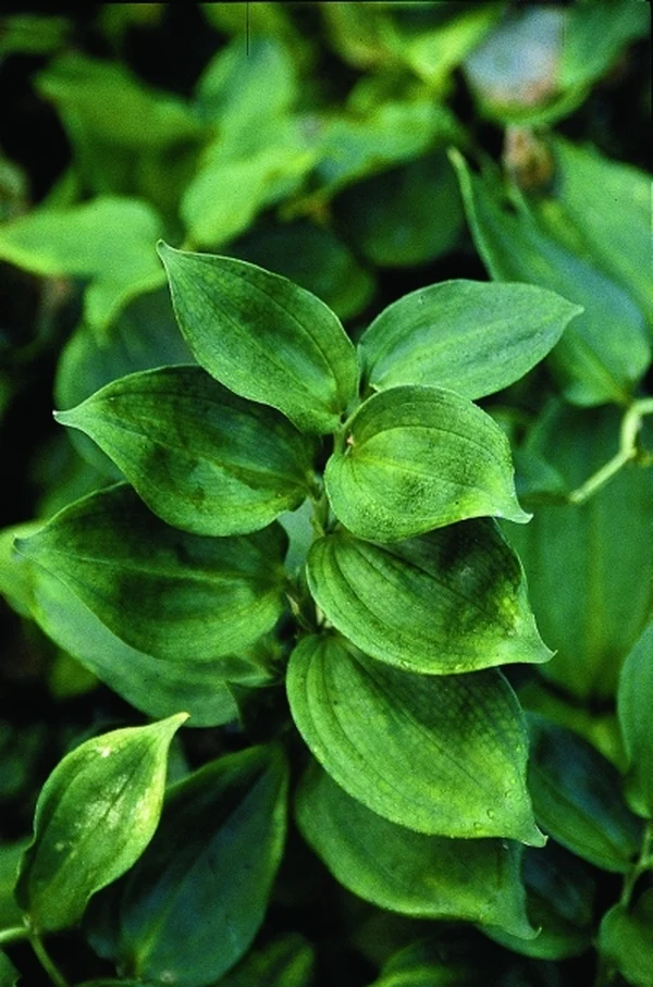 Disporopsis jinfushanensis