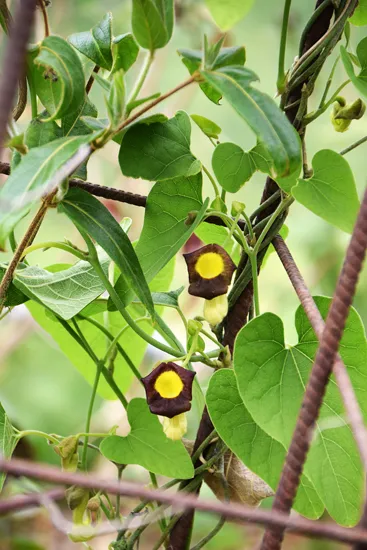 [884] Aristolochia shimadae