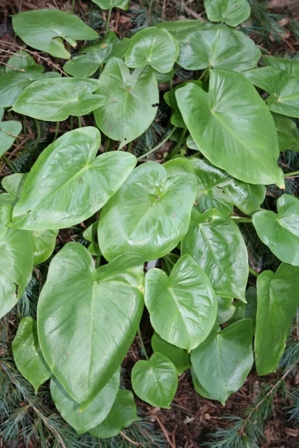 Pinellia peltata