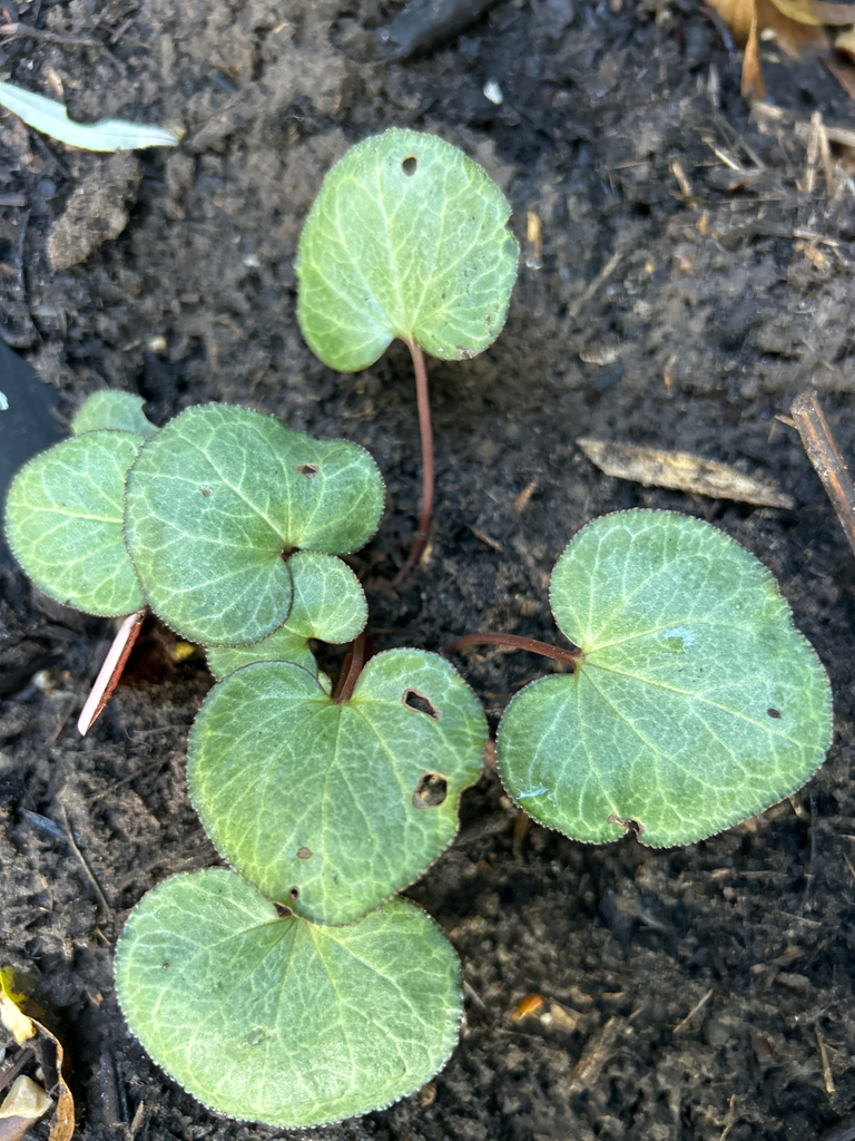 Cyclamen graecum 1