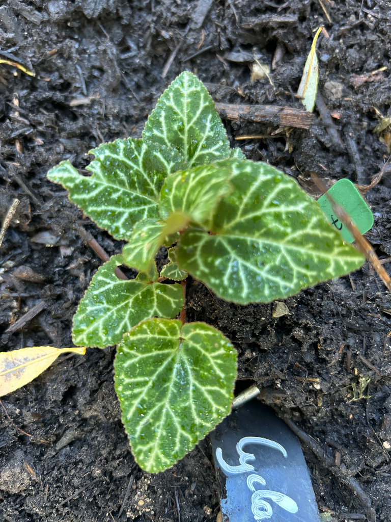[874] Cyclamen graecum 2