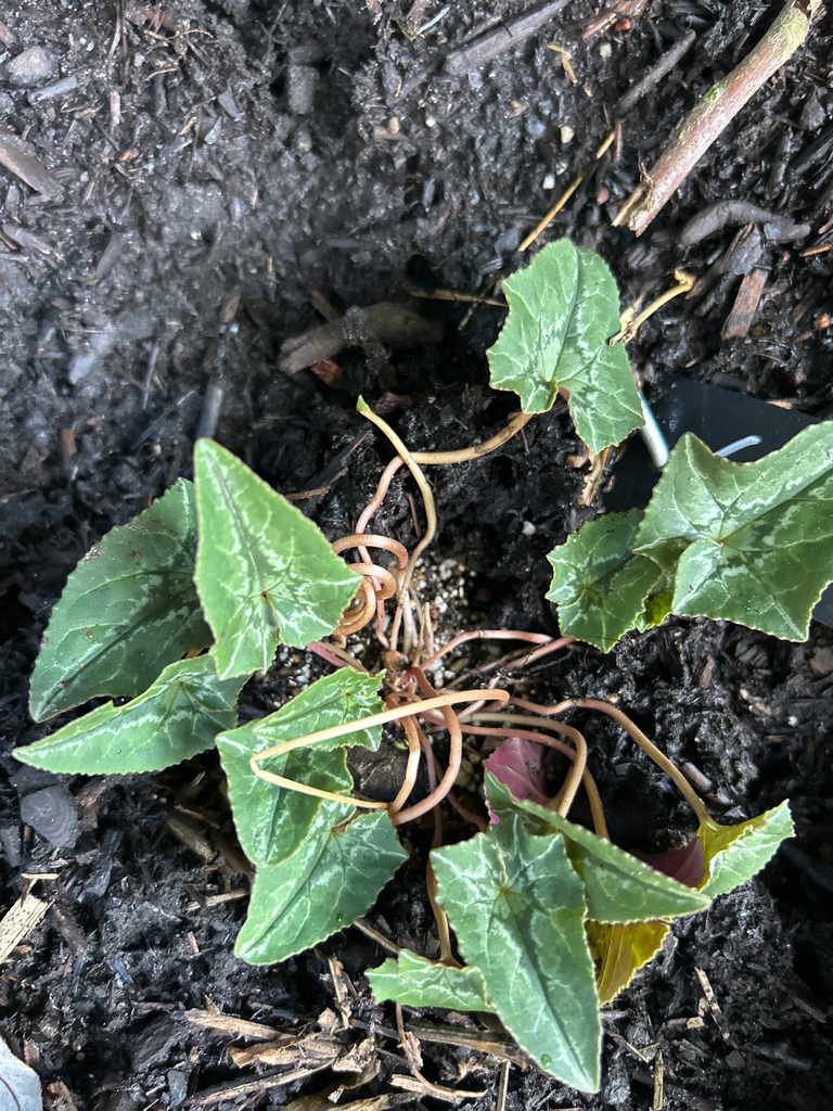 [875] Cyclamen hederifolium 'Lysander'