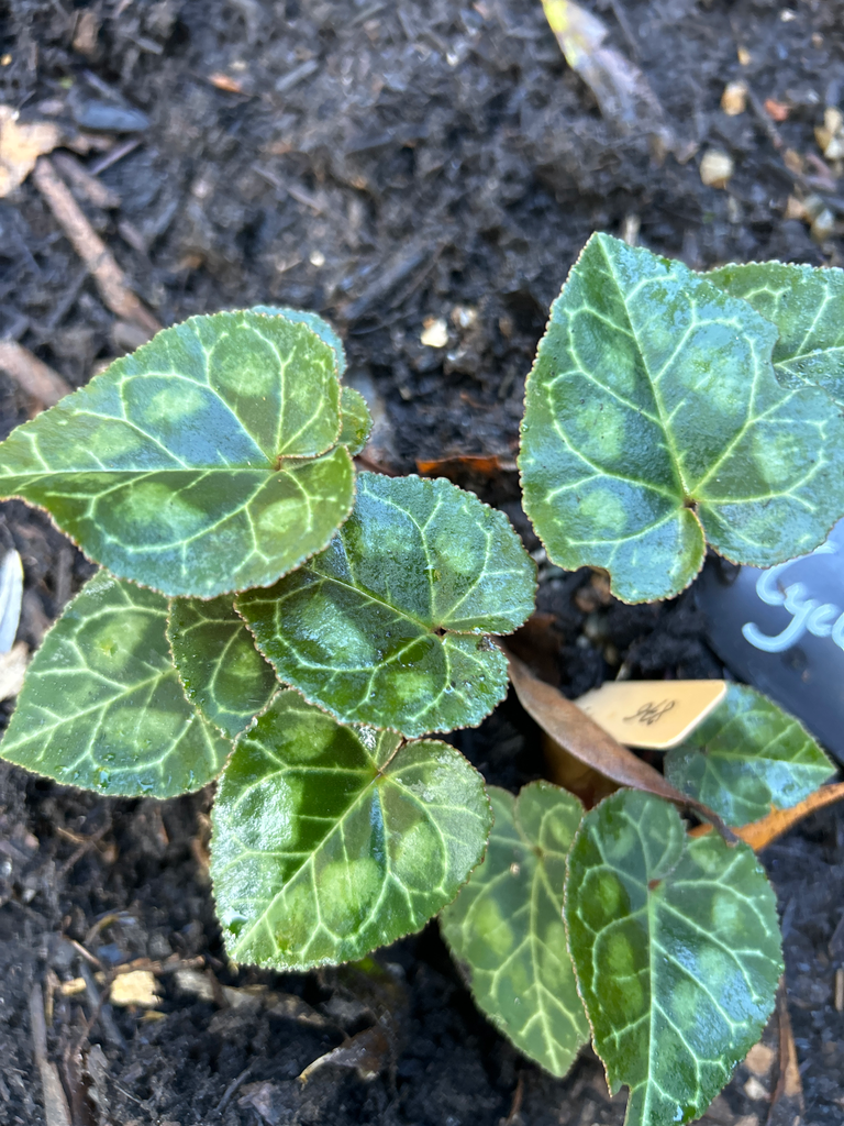 [876] Cyclamen graecum 'Candicum'