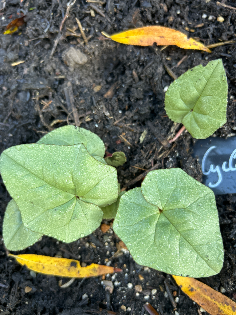 Cyclamen mirabile