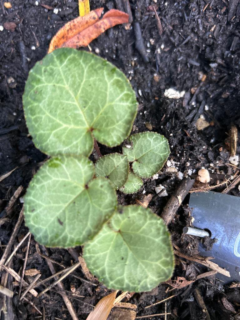 Cyclamen graecum Mely 95 sp