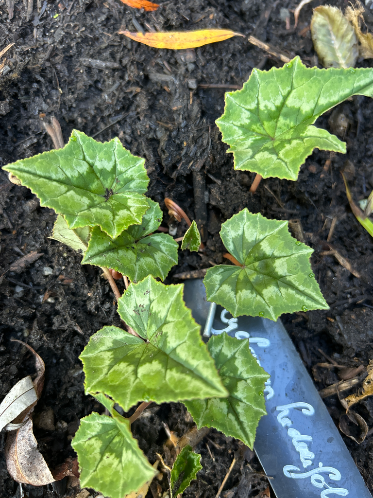 [879] Cyclamen hederifolium 2